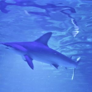 Scalloped Hammerhead (Sphyrna lewini) - Farglory Ocean Park