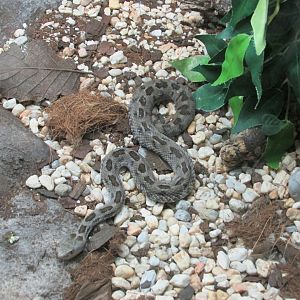 mexican pygmy rattlesnake