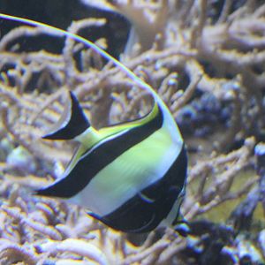 Moorish idol - Zanclus cornutus