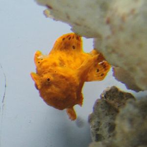Antennarius pictus