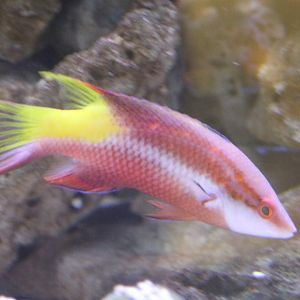 Spotfin hogfish - Bodianus pulchellus