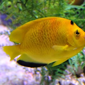 Three-spot angelfish - Apolemichthys trimaculatus