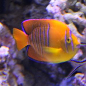 Clarion angelfish - Holacanthus clarionensis - juvenile