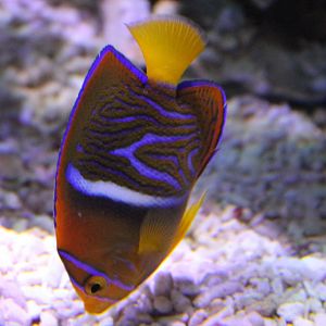Passer angelfish - Holacanthus passer - juvenile