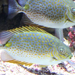 Golden rabbitfish - Siganus guttatus