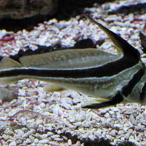 Jack-knifefish - Equetus lanceolatus