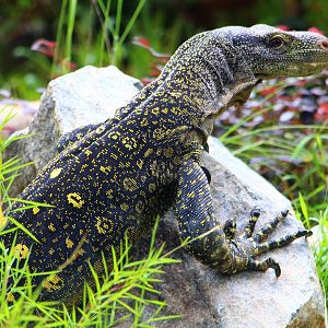 RepTopia - Crocodile Monitor