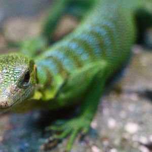 RepTopia - Emerald Tree Monitor