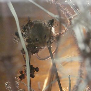 Harvest Mouse
