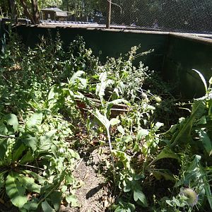 Water Vole enclosure