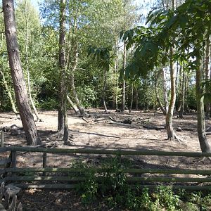 Wild Boar enclosure