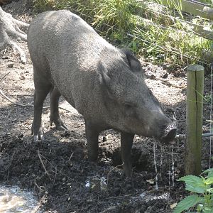 Wild Boar