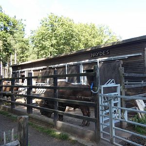 European Bison stables