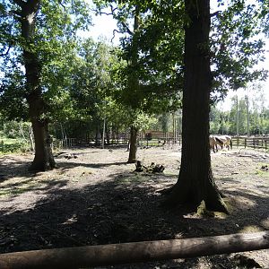 Konik Horse enclosure