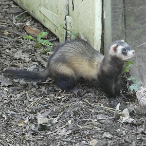 Polecat-Ferret