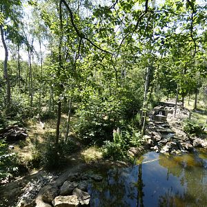 European Brown Bear enclosure