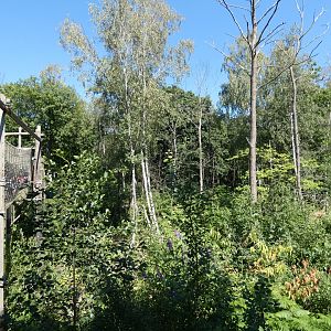 European Brown Bear enclosure (2)