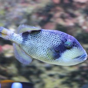 Balistoides viridescens