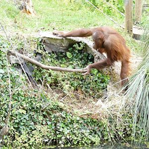 Bornean vandal, July 2020