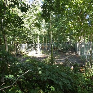 Bennett's Wallaby enclosure