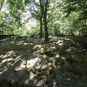 European Badger enclosure