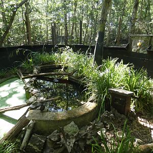 American Mink enclosure