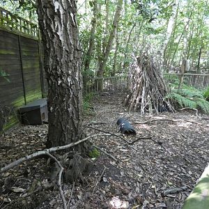 European Hedgehog enclosure