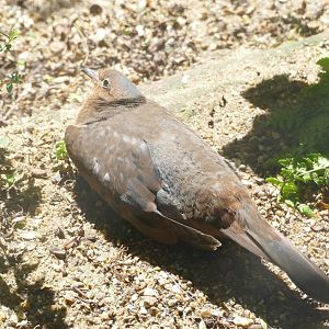 Socorro dove, July 2020