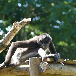 Brown spider monkey, July 2020