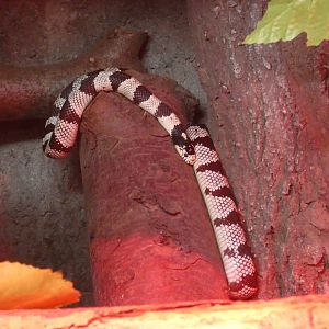Californian King Snake