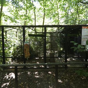 Barn Owl aviary