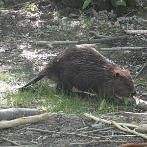 European Beaver