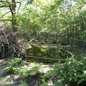 European Beaver enclosure