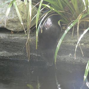 American Mink