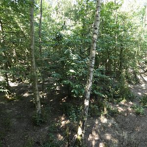 European Grey Wolf enclosure