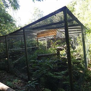 Scottish Wildcat enclosure