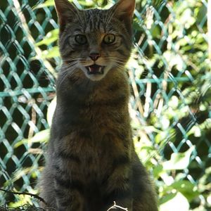 Scottish Wildcat