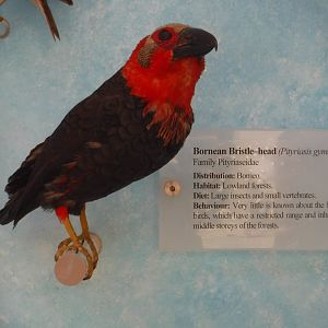Bornean Bristle-head - Oxford Natural History Museum