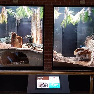 Eastern diamondback rattlesnake & Gopher tortoise