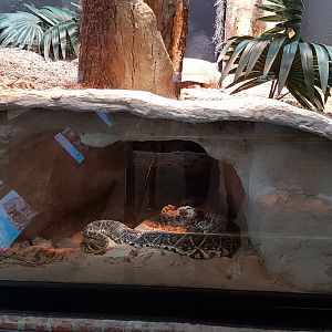 Eastern diamondback rattlesnake & Gopher tortoise