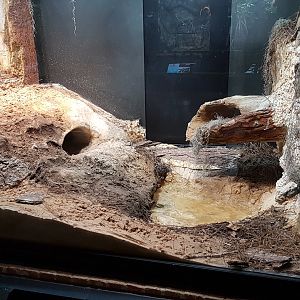 Eastern diamondback rattlesnake & Gopher tortoise