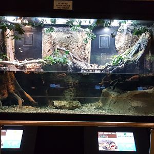 Mata mata turtle & Amazon milk frog & Narrow-bridged musk turtle