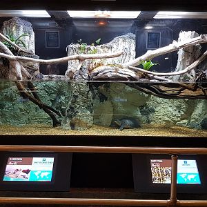 Carpet python & Fly river turtle