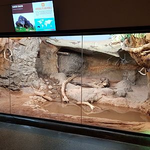 Komodo dragon