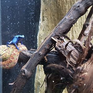 Eyelash viper & Dyeing poison dart frog