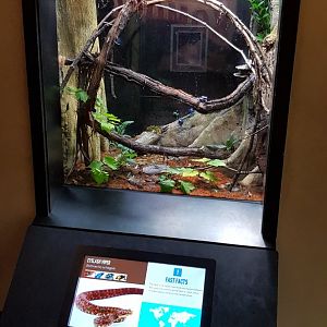 Eyelash viper & Dyeing poison dart frog & Green and black poison dart frog