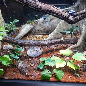 Eyelash viper & Dyeing poison dart frog & Green and black poison dart frog