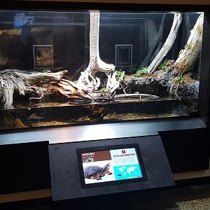 Eastern massasauga rattlesnake & Spotted turtle