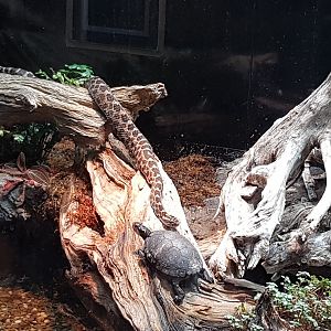 Eastern massasauga rattlesnake & Spotted turtle
