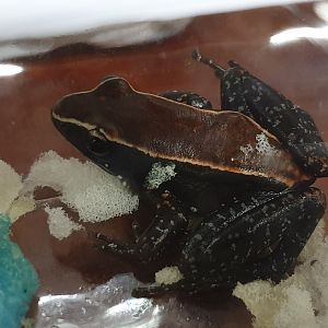 Hylarana luctuosa - Malaysian frog